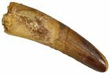 Fossil Spinosaurus Tooth - Real Dinosaur Tooth #350072-1